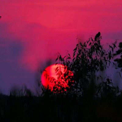 宠物魔法破解版下载